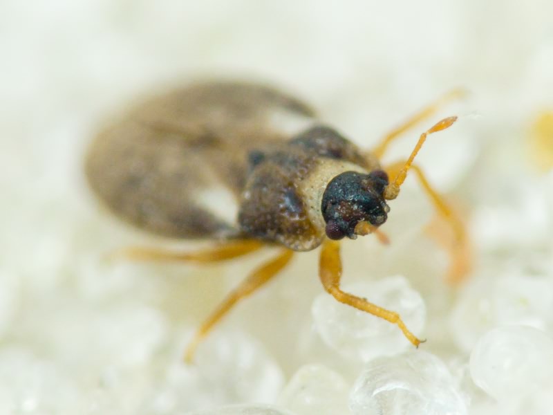 Piesma capitatum (Wolff, 1804)